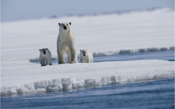 Минстрой внес предложения по освоению Арктики