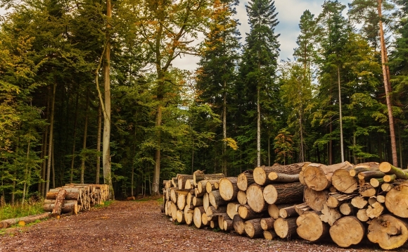 Японская компания купит крупнейший лесной холдинг на Дальнем Востоке